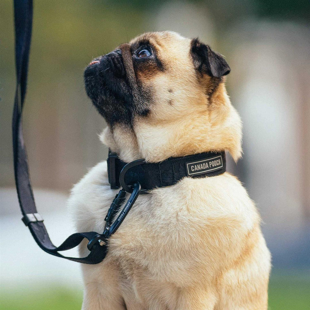 Utility Dog Collar C470221