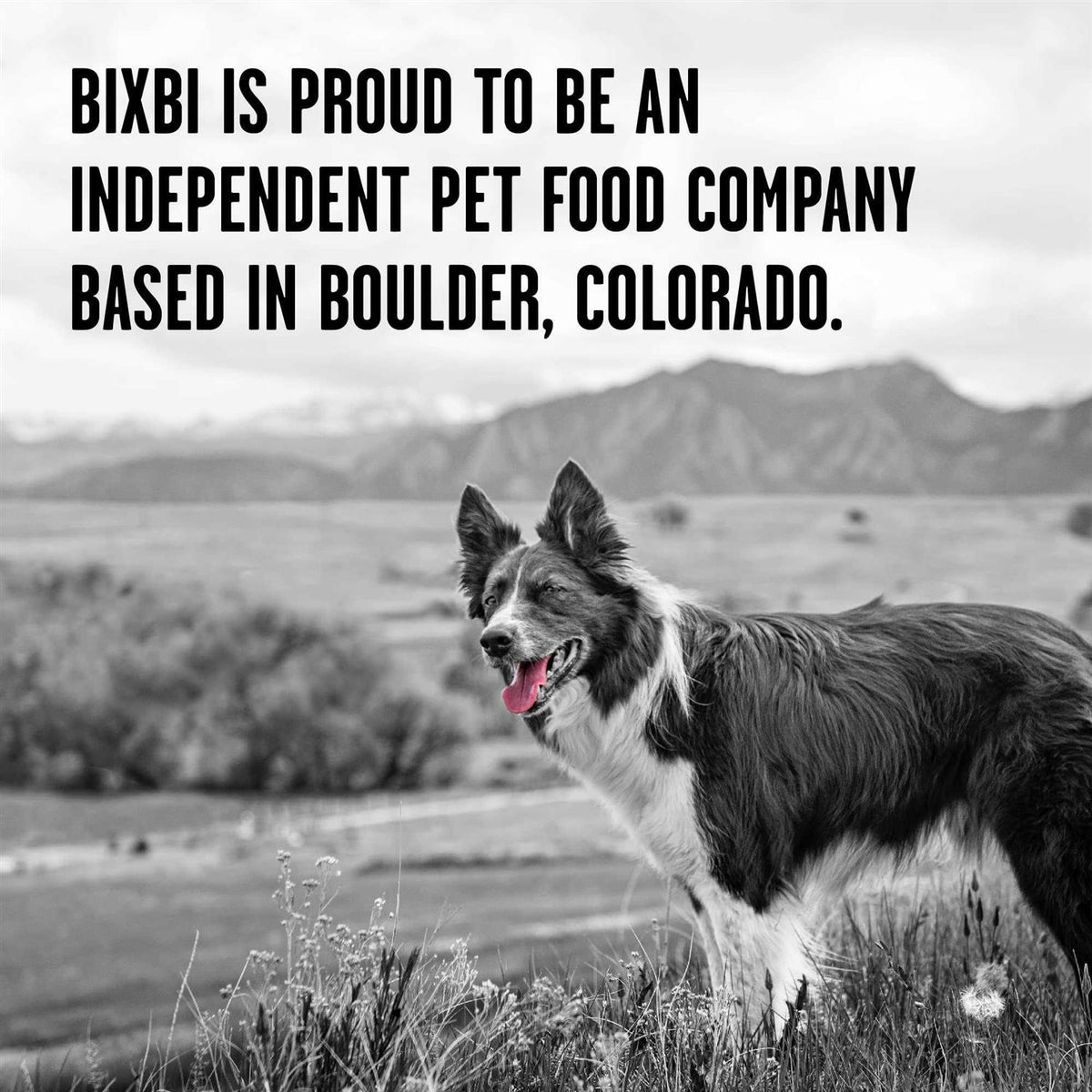 Dry Dog Food C212