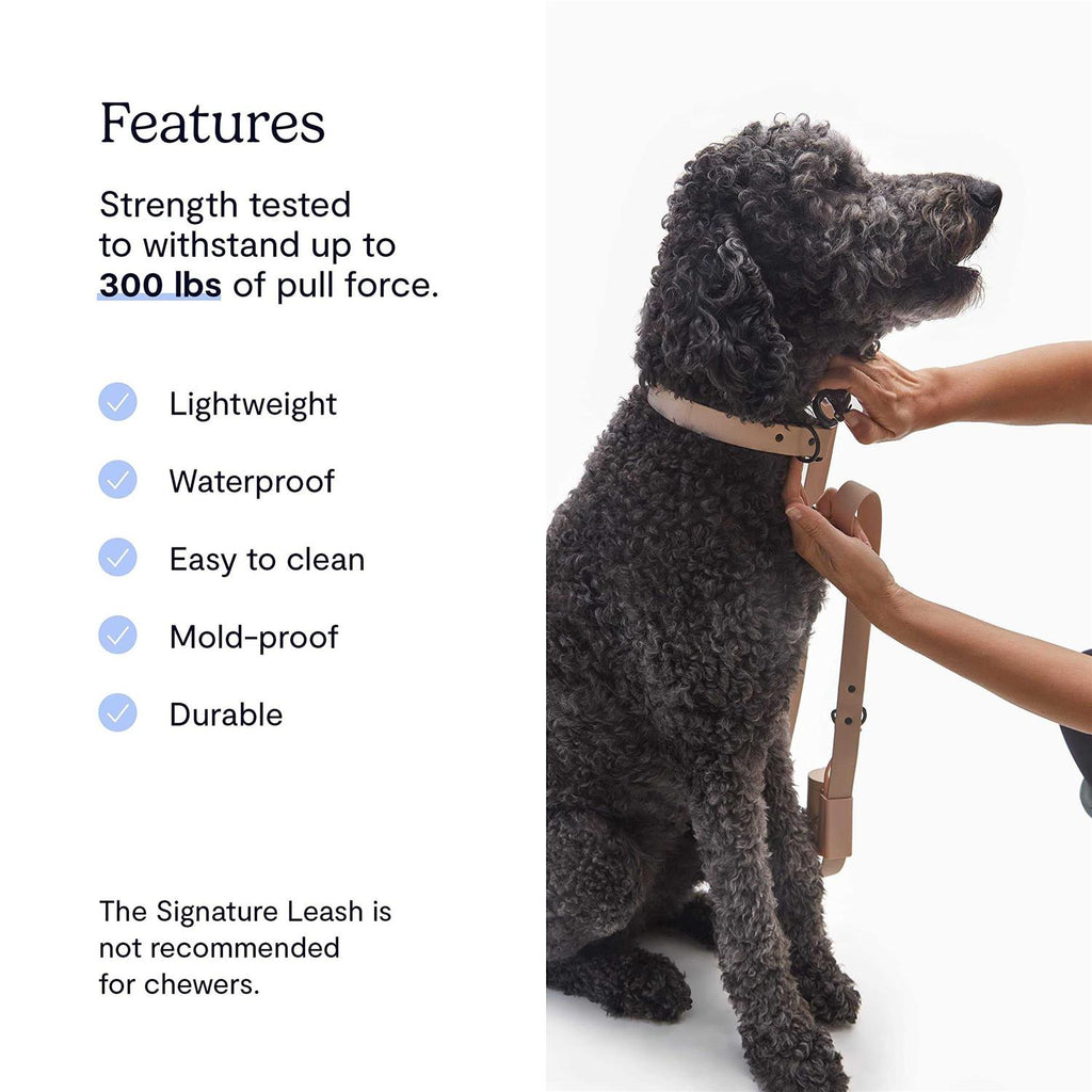 Dog Leash Y765224